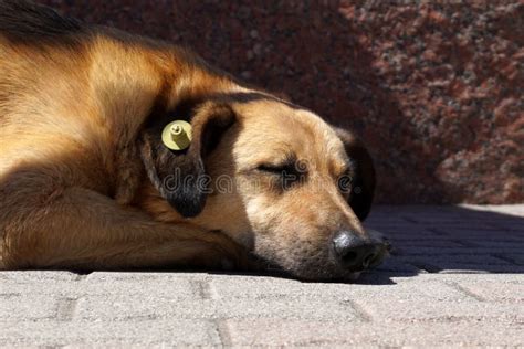 Sleeping Dog With Yellow Ear Identification Tag Wich Means Sterilized