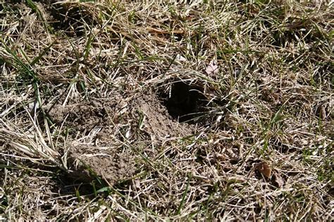 Got Small Holes In Lawn Overnight Heres What Causes Them And What You