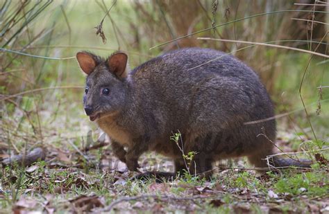 Buy Tasmanian Pademelon Wallaby Image Online Print And Canvas Photos