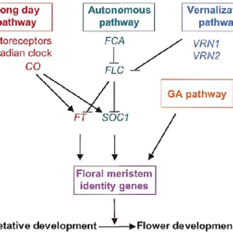 Pdf Flowering On Time Genes That Regulate The Floral Transition