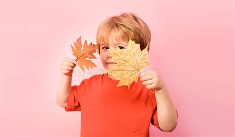 Autumn Time Little Child Boy With Yellow Leafs Cute Kid Playing With
