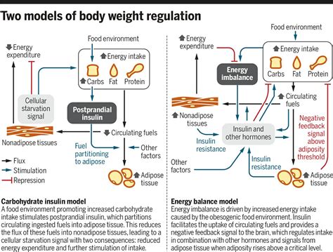 Carbohydrate Insulin Model Cim And Obesity The Blog Of Dr Saurabh