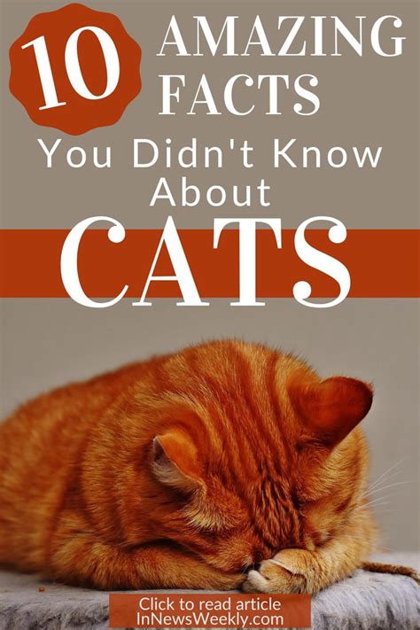 It forms one of the. 10 Interesting Facts About Cats That You Didn't Know | Cat ...