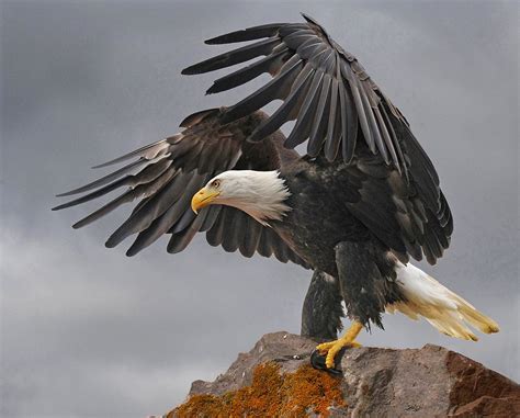The front or leading edge of the wings runs fairly straight across, especially when viewed from a distance. Bald eagle with lifted wings. Wildlife and bird ...