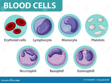 Type Of Blood Cells Stock Vector Illustration Of Background 194540901