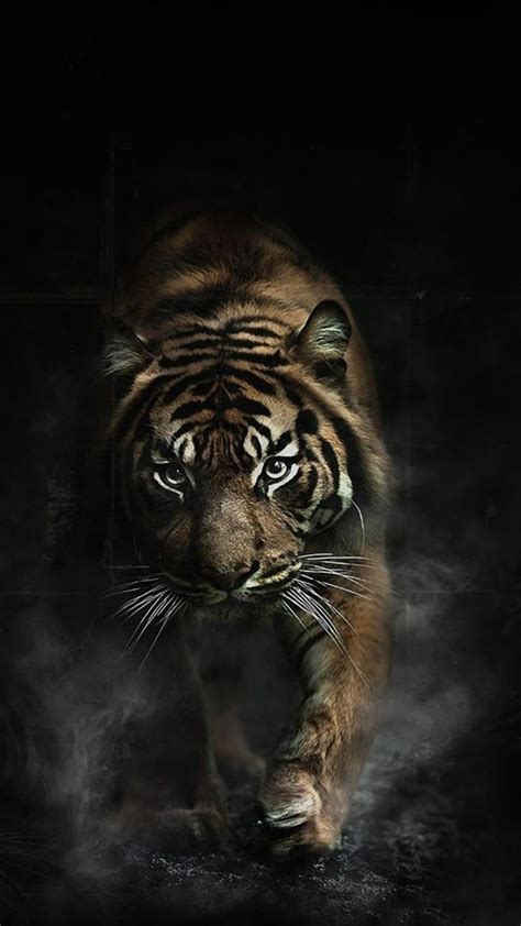 Angry Tiger HD Phone Wallpaper Peakpx