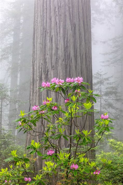 Coast Redwood Sequoia Sempervirens 20 Seeds Free Us Shipping Etsy
