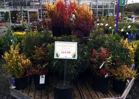 W And W Nursery And Landscaping Barberry Banned In Ny State Get Yours Now