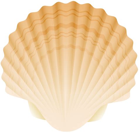 Seashell Clipart Png Free Logo Image