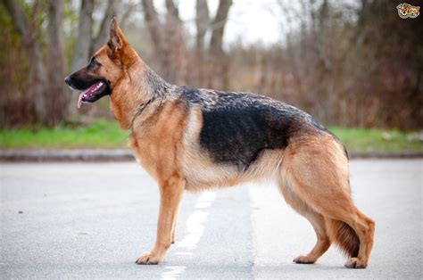 But, first, we're diving into the history of their parents. German Shepherd Dog Breed | Facts, Highlights & Buying ...