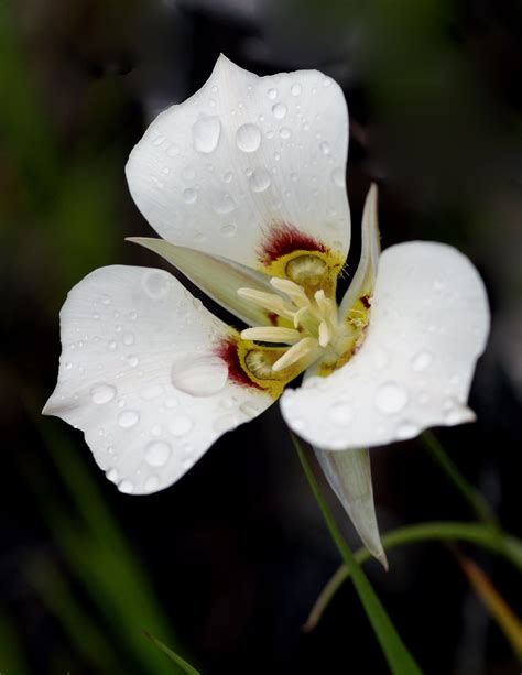Utah State Flower Sego Lily Flower Information