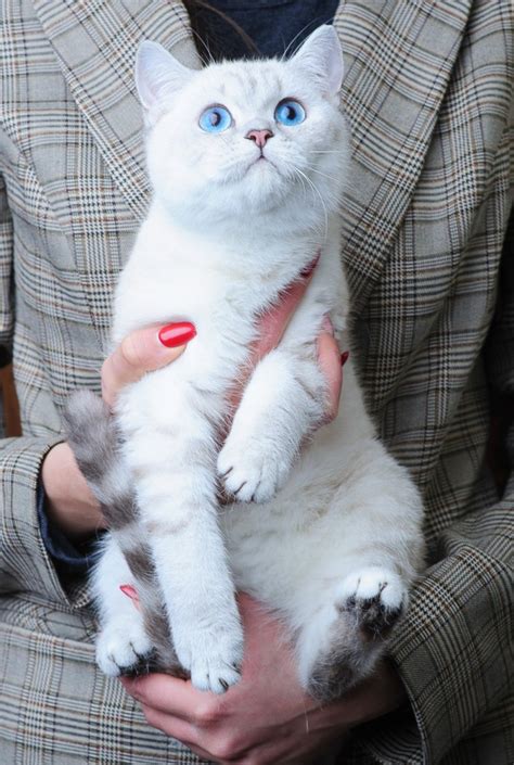 Maybe you would like to learn more about one of these? British Shorthair For Sale In Los Angeles - British Shorthair