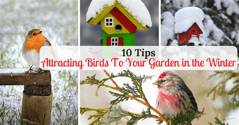 10 Tips For Attracting Birds In Winter To Your Garden
