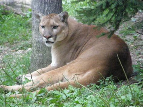 Facts About Cougars In The Adirondacks