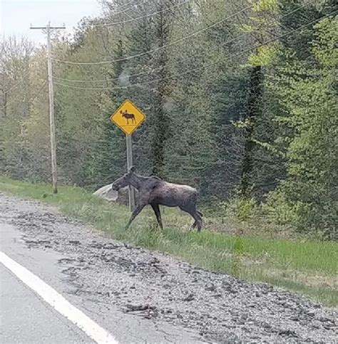 A Moose In Maine Took A Moose Crossing Sign Very Seriously