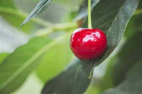 Red Ripe Berry Of Cherry On Background Of Green Leaves Stock Image