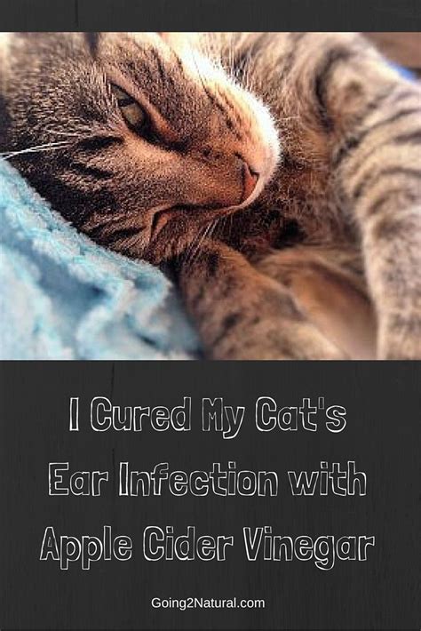 Cat Ear Infections Home Remedies Cat Meme Stock Pictures And Photos