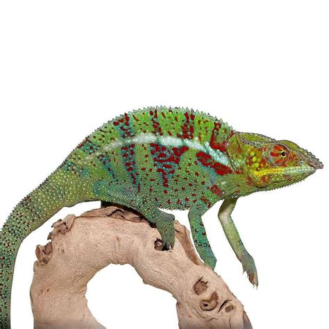 Ambanja Panther Chameleon Reptiles For Sale