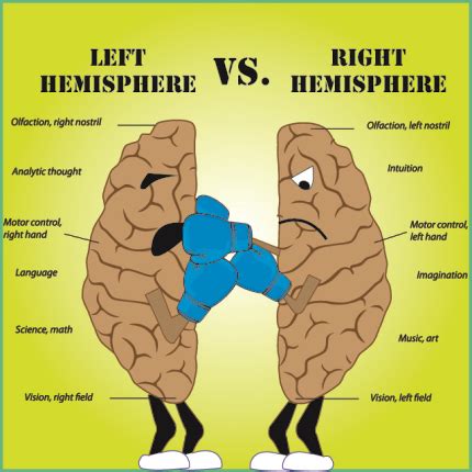 It's popularly believed that the left and right hemispheres are distinct, controlling separate aspects of your cognitive functions and dictating certain personality traits. Frontal Fighting | the king of the nerds