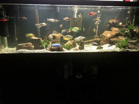 125gal Mixed African Cichlid Tank Scape African Cichlid Tank African