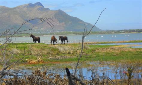 Kleinmond Wild Horses On Lagoon Provinces Of South Africa Cottage