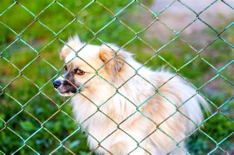 Defocus Pekingese Dog On The Grass Looking Through Metal Fence