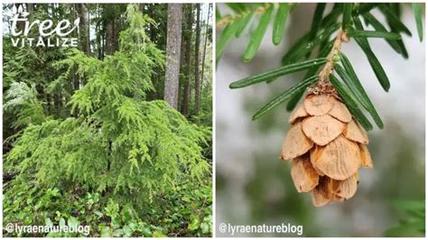 10 Different Types Of Hemlock Trees And Identifying Features