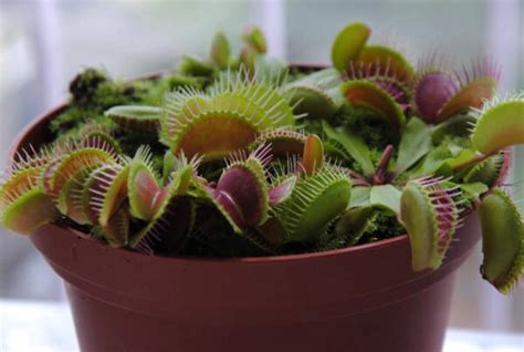 Venus Fly Trap Care And Growing Tips Planet Natural Everything You