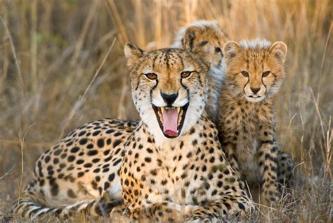 Mother Cheetah With Cubs Smithsonian Photo Contest Smithsonian Magazine