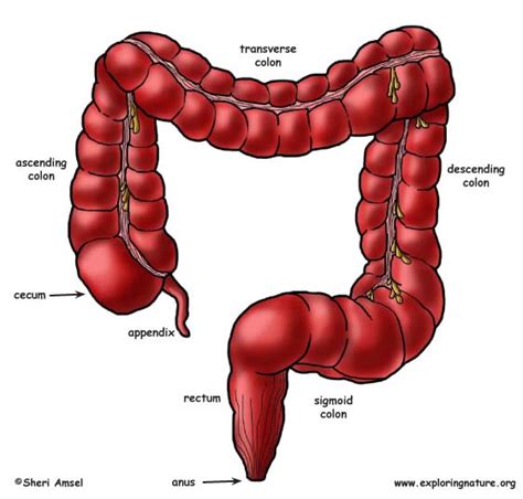 large intestine diagram labeled