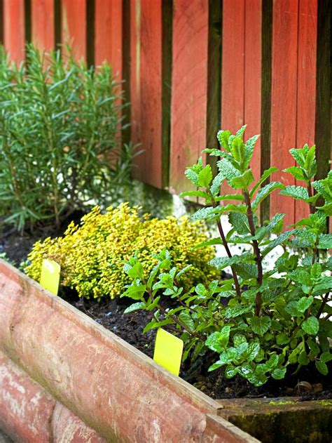 7 Reasons To Grow A Patio Herb Garden In 2020 Patio Herb
