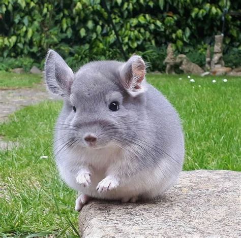 Large selection of exotic animals. Chinchilla for sale as pets near me - Exotic Animals Farm