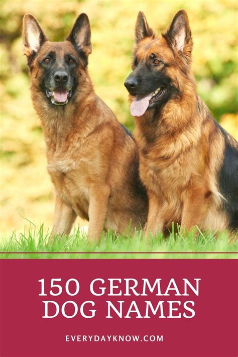 More german words for good. 150 German Dog Names | German dog names, Dog names, German ...