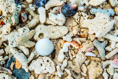 Corals And Shells Perfect For The Wallpaper Photo Report Vivid