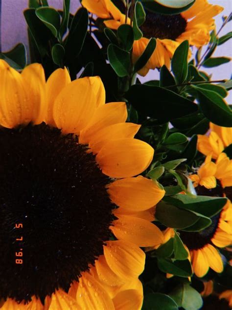 Terkeren 25 Gambar Bunga Matahari Pinterest Gambar Bunga Indah