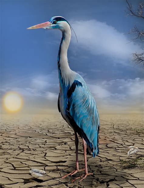 1440x2560 Wallpaper White And Blue Long Neck Bird Standing In Soil