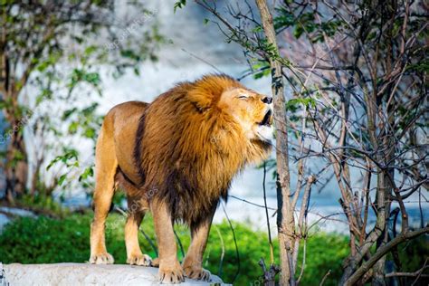 Des Lions Rugissent Dans La Forêt Image Libre De Droit Par Gekaskr