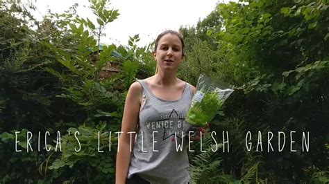 They look super cute in the and a good place to live? How To - Keep Supermarket Potted Parsley Herbs Alive All ...