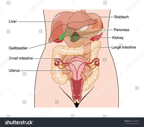 Anatomy and location of the ovaries in humananatomybody.com. Female Organs Picture | Human anatomy picture, Anatomy ...