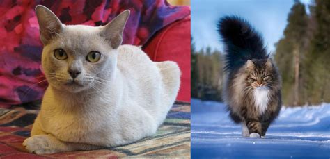 Norwegian Forest Cat Vs European Burmese Breed Comparison