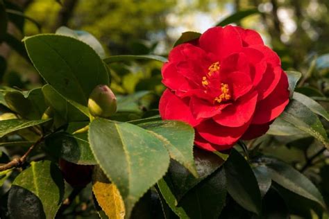 Camellia Flower Meaning and Jaw Dropping Symbolism | Florgeous