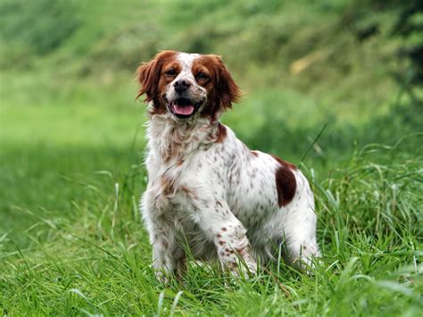 L'épagneul breton est le plus petit chien d'arrêt et la première race de cette catégorie qui soit l'épagneul breton est un admirable chien de compagnie. Epagneul Breton im Rasseportrait - tieranzeigen.com