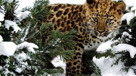 Why The Amur Leopard Is Endangered Danger Choices