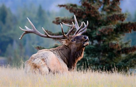 Arizona elk poaching case unsolved; $6,500 reward for tips | The Daily