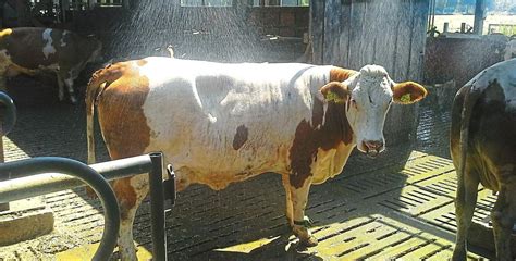 Duschen Und Ventilatoren Für Kühe