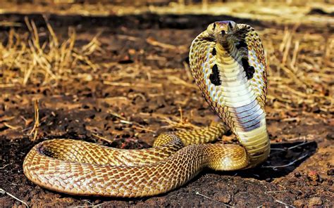 Cobra En Su Hábitat Natural Vidas Salvajes