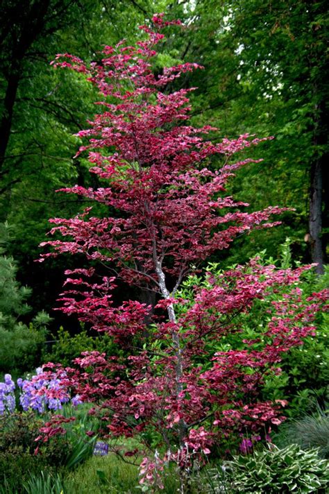 Tri Color Beech For Summer Color And Winter Bark Shade Trees