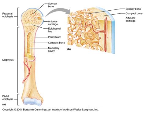 Skeletal System - Catherine Dela Cruz