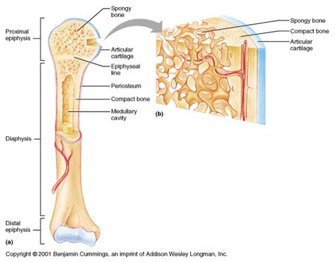 Long Bone Labeled Epiphysis Labelled Image Of Femur Long Bone Of The