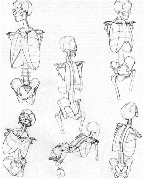 Human Skeleton Torso Ribcage And Pelvis Anatomy Drawi
